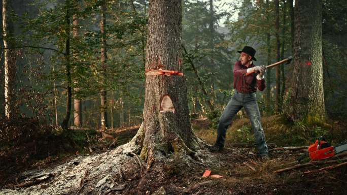 木工用斧头砍树