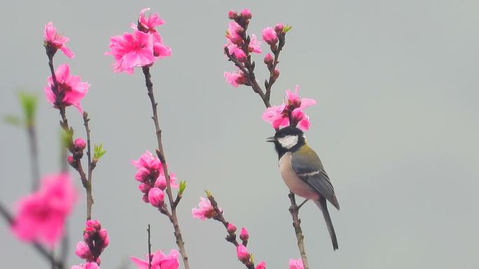 喜鹊登梅？桃花大山雀，桃花像梅花？大山雀