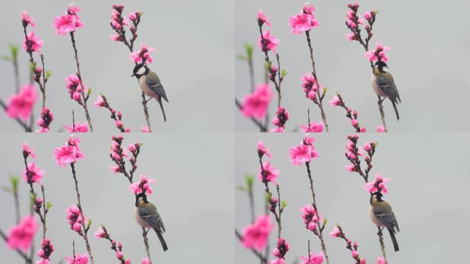 喜鹊登梅？桃花大山雀，桃花像梅花？大山雀