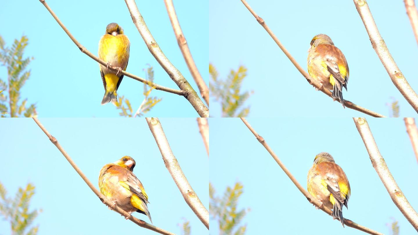 漂亮的金翅雀鸟，好听的金翅雀叫声