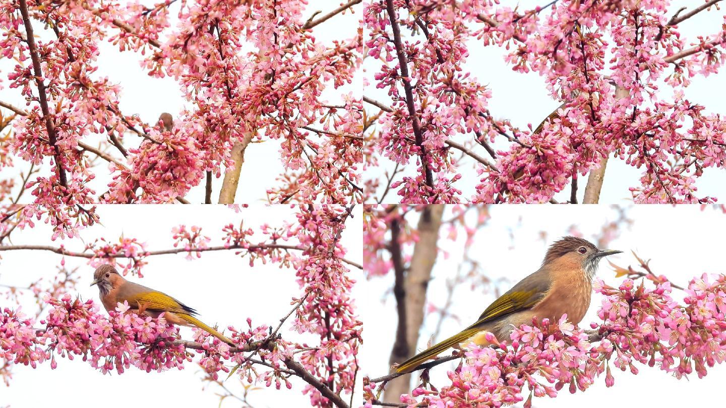 美丽的樱花，鸟语花香小鸟吃花蜜