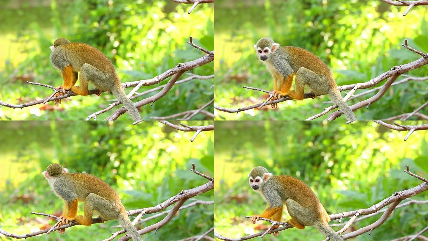 松鼠猴猿猴树枝树梢
