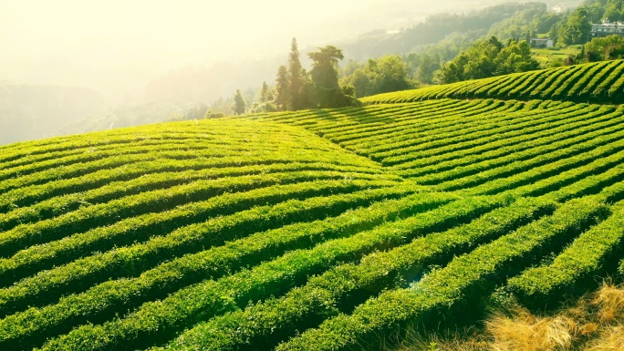 茶园鸟瞰图4K航拍风光风景茶叶茶山茶艺采