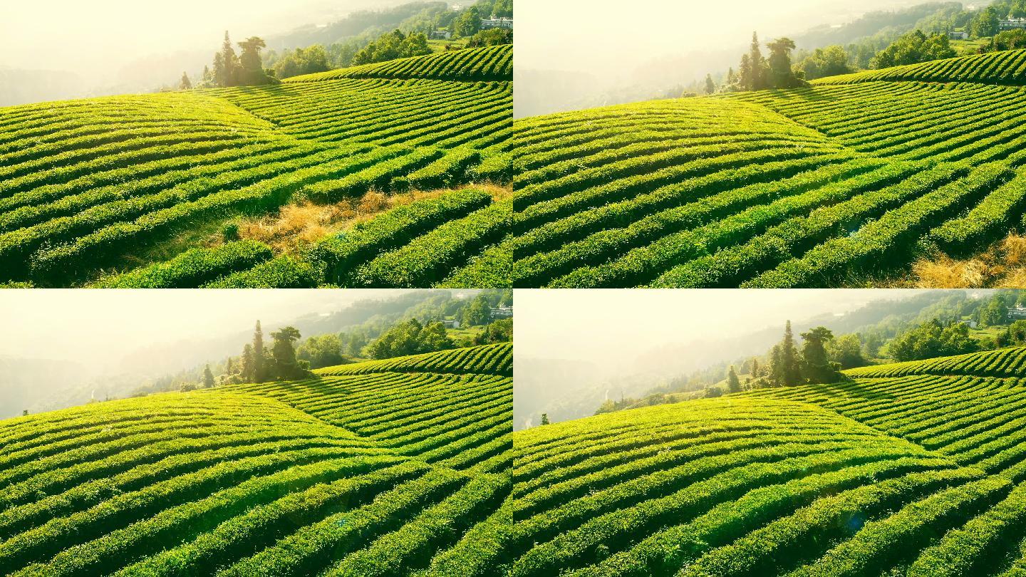 茶园鸟瞰图4K航拍风光风景茶叶茶山茶艺采