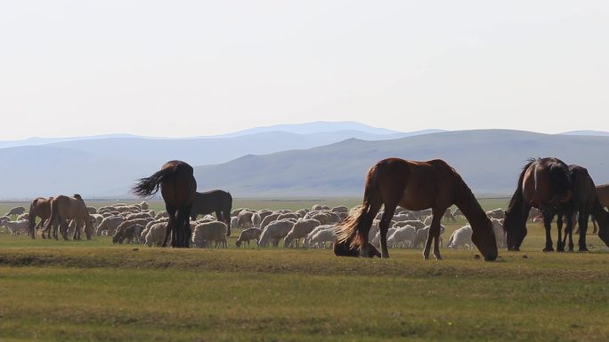 牧场马群羊群