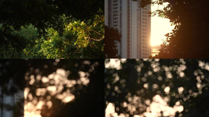 小区夕阳下树影摇曳唯美光斑4k视频素材