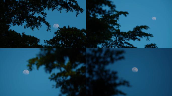实拍唯美傍晚月亮与风中的树影4k视频素材
