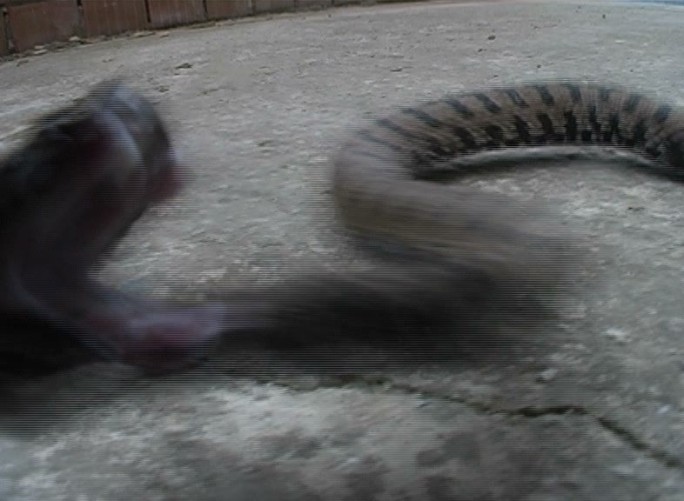 一只蛇冲着镜头张嘴