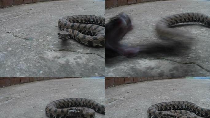 一只蛇冲着镜头张嘴