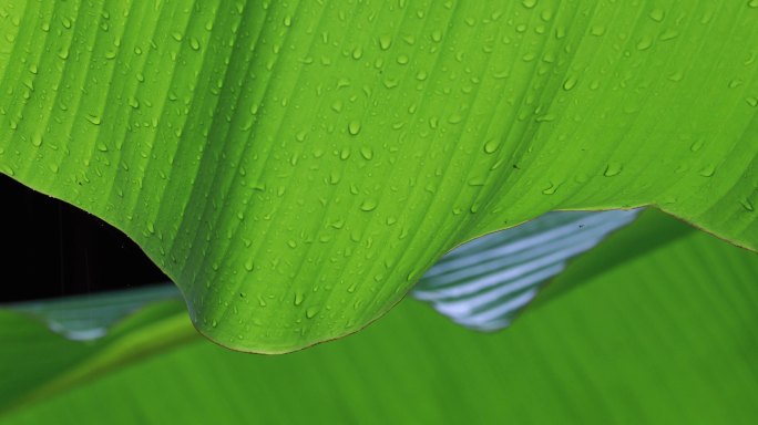 江南雨打芭蕉树唯美空镜（杭州西湖）