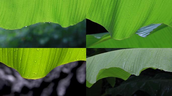 江南雨打芭蕉树唯美空镜（杭州西湖）