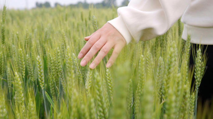 麦田-农业-小麦