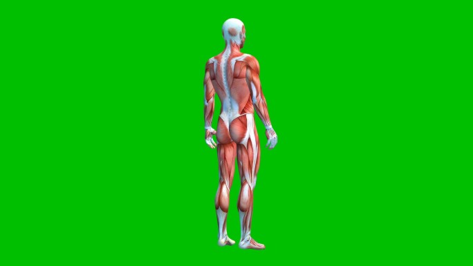 人体肌肉系统肌肉模型
