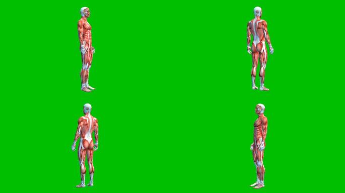 人体肌肉系统肌肉模型