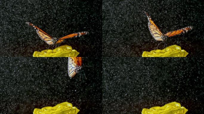 雨中飞舞的蝴蝶