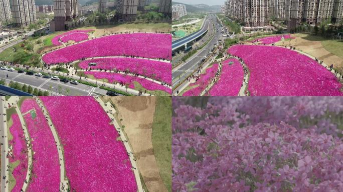 龙洞花海缤纷五彩自然花游客航拍