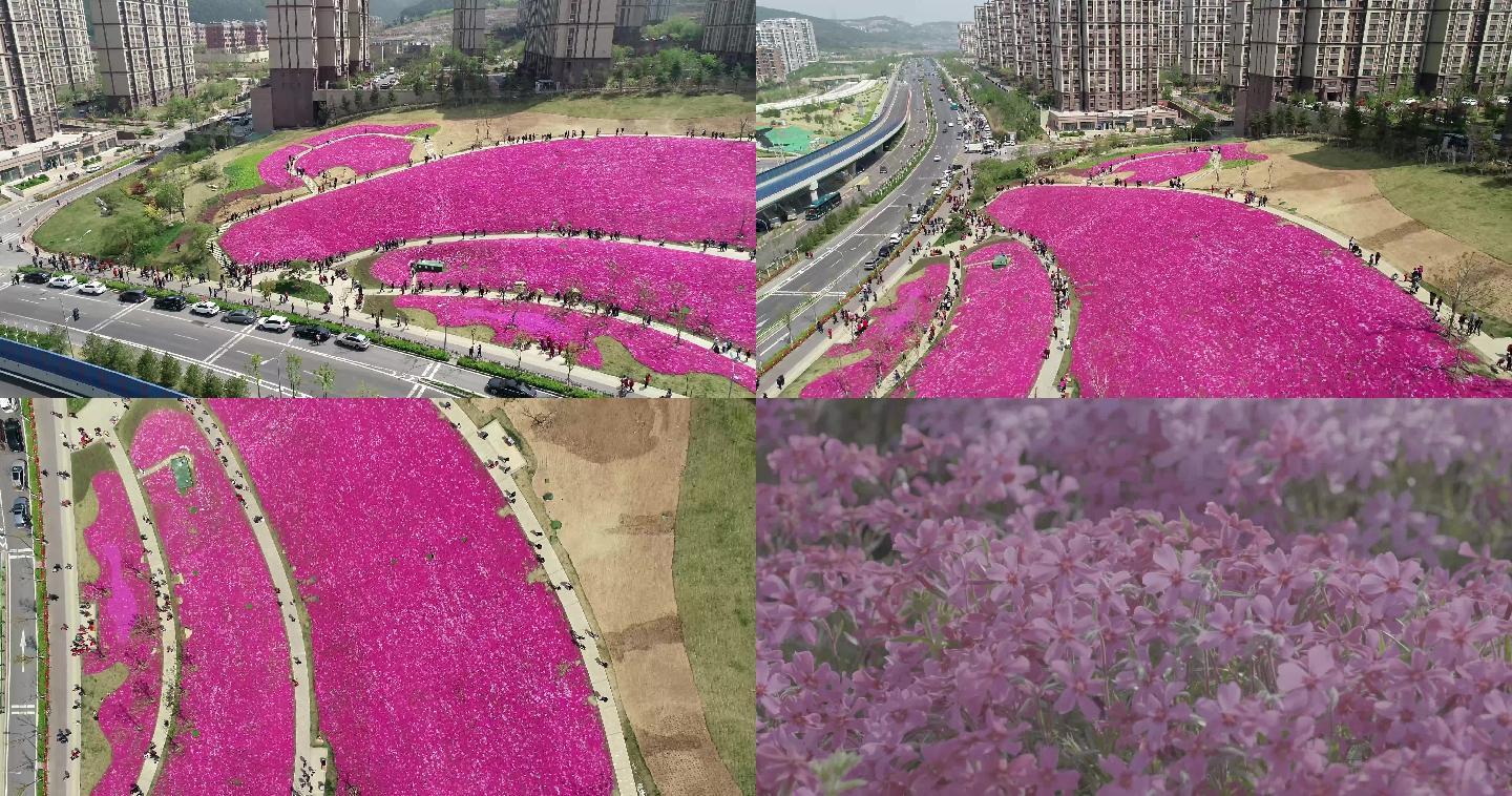 龙洞花海缤纷五彩自然花游客航拍