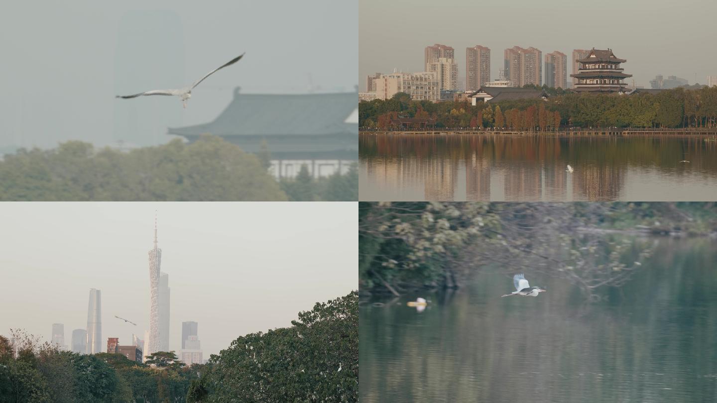 飞鸟白鹭意境广告空境禅意