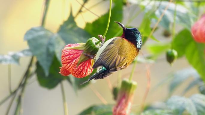 可爱的叉尾太阳鸟，太阳鸟吃灯笼花