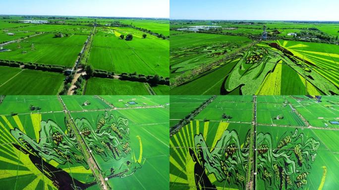 水稻、稻田、稻田画、生态农业、美丽乡村