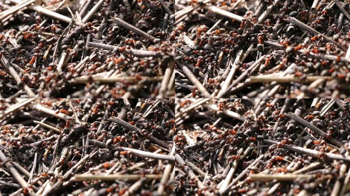 红蚂蚁正在筑蚁丘。
