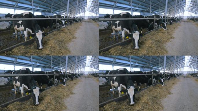 一群在现代农舍里嚼干草的牛。