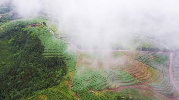 4K航拍黄平旧州蓝莓种植基地