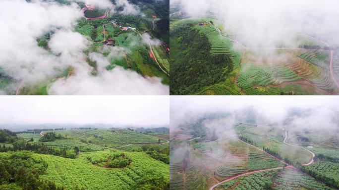 4K航拍黄平旧州蓝莓种植基地