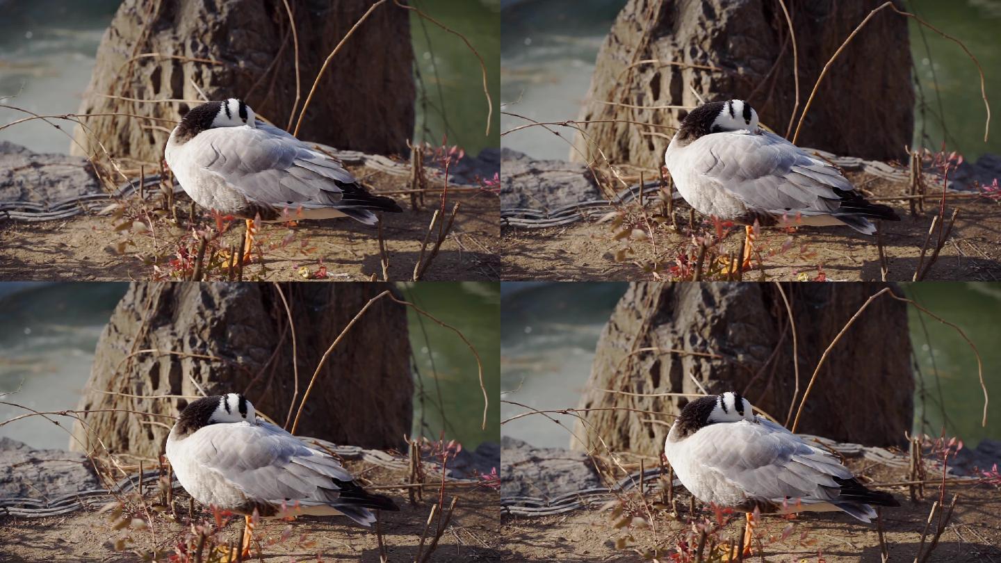 斑头雁鸭子在河边休息
