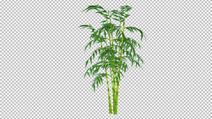 2竹子生长-带透明通道