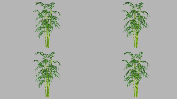 2竹子生长-带透明通道