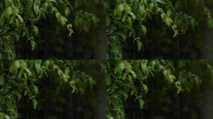 6K雨中的绿叶【0.5x】