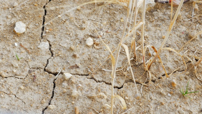干旱的麦田特写大麦泥土