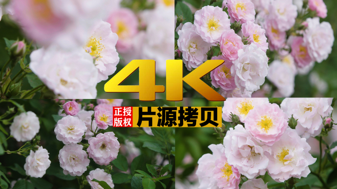 4k园林蔷薇花花墙花瀑布12条素材