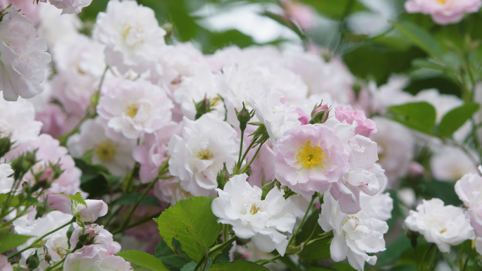 4k园林蔷薇花花墙花瀑布12条素材