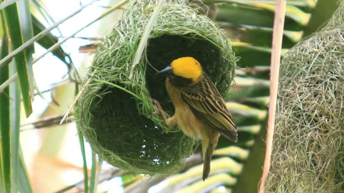 自然界中的椰树鸟巢