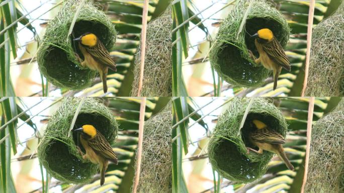 自然界中的椰树鸟巢