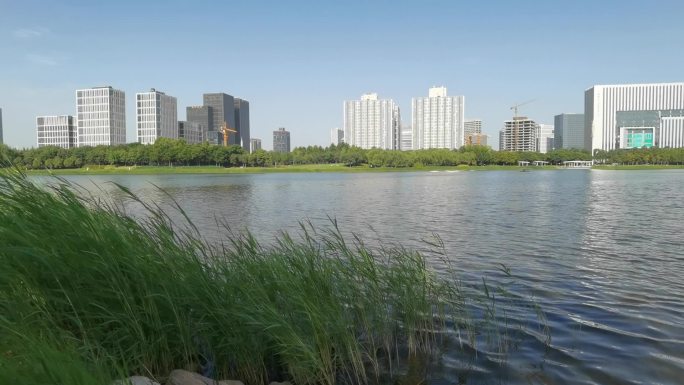 2021最新龙子湖湖心岛景色