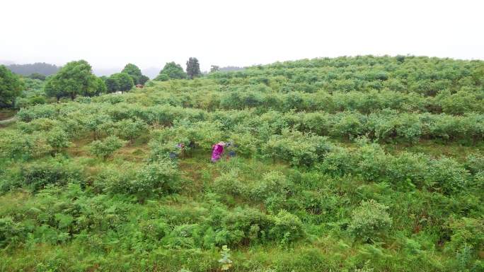 4K航拍蓝莓基地工人在除草