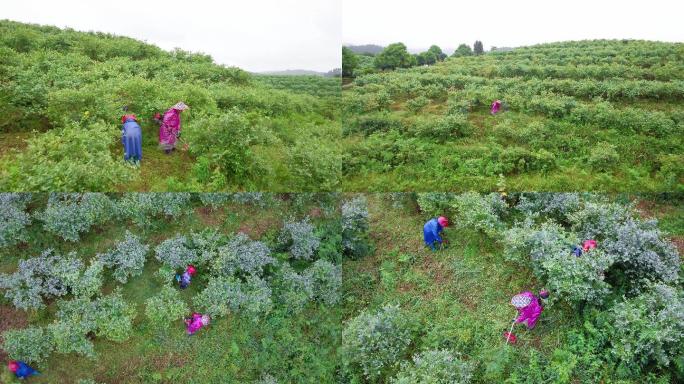 4K航拍蓝莓基地工人在除草