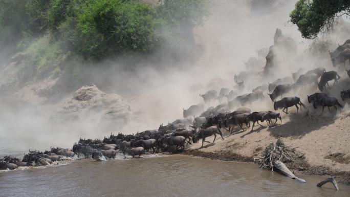 肯尼亚穿越马拉河的牛羚大迁徙