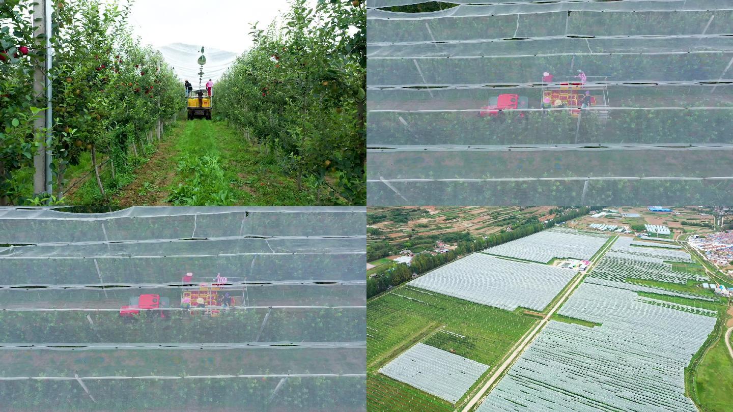 现代化苹果园种植苹果收获S