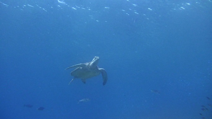 绿海龟游泳