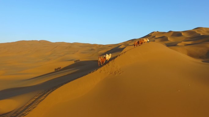 唯美沙漠骆驼驼队丝绸之路 塔克拉玛干沙漠