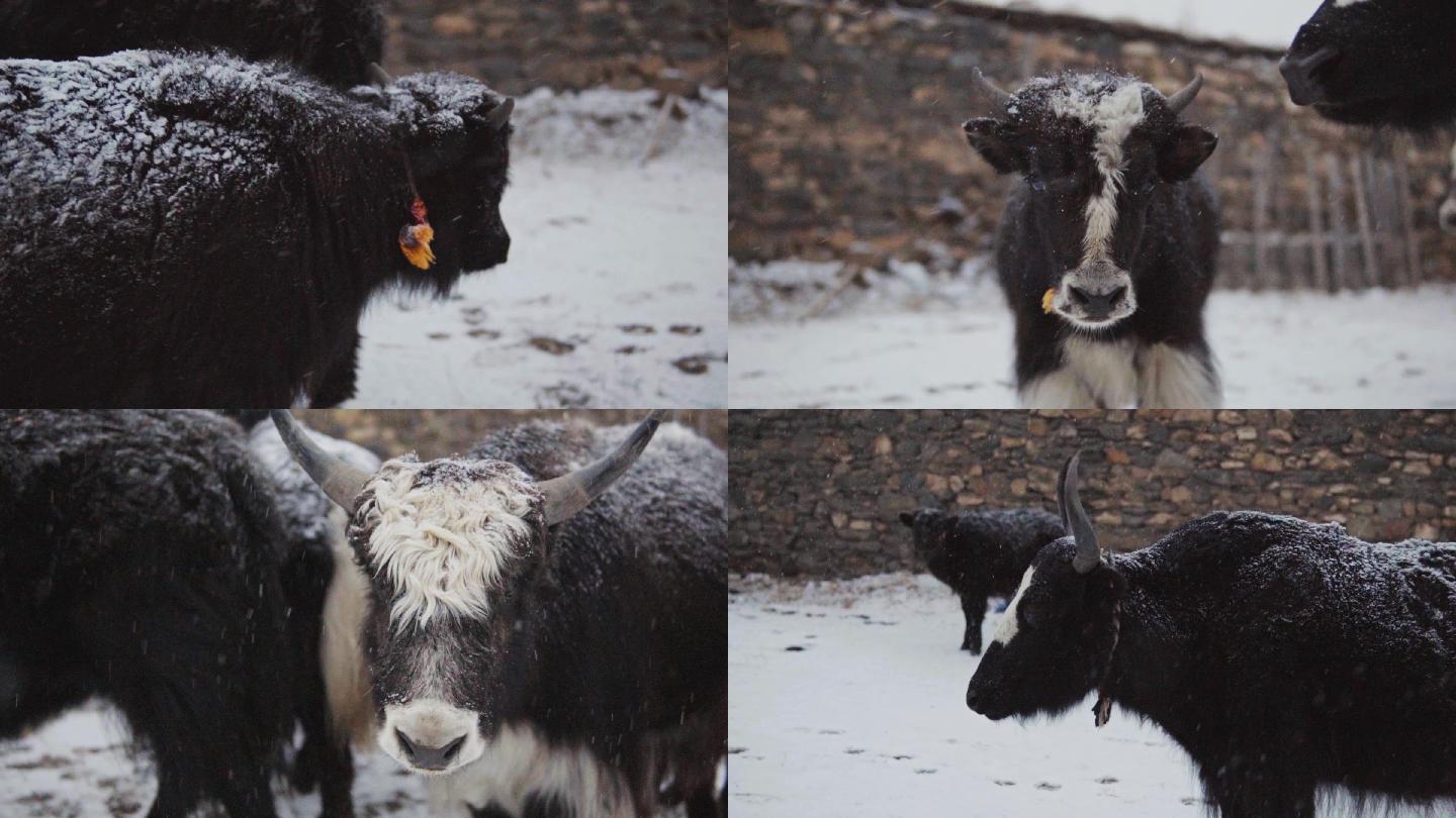 西藏牦牛慢动作镜头