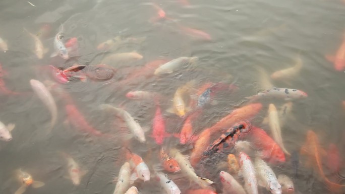 鱼塘里成群里的鱼儿在吃食