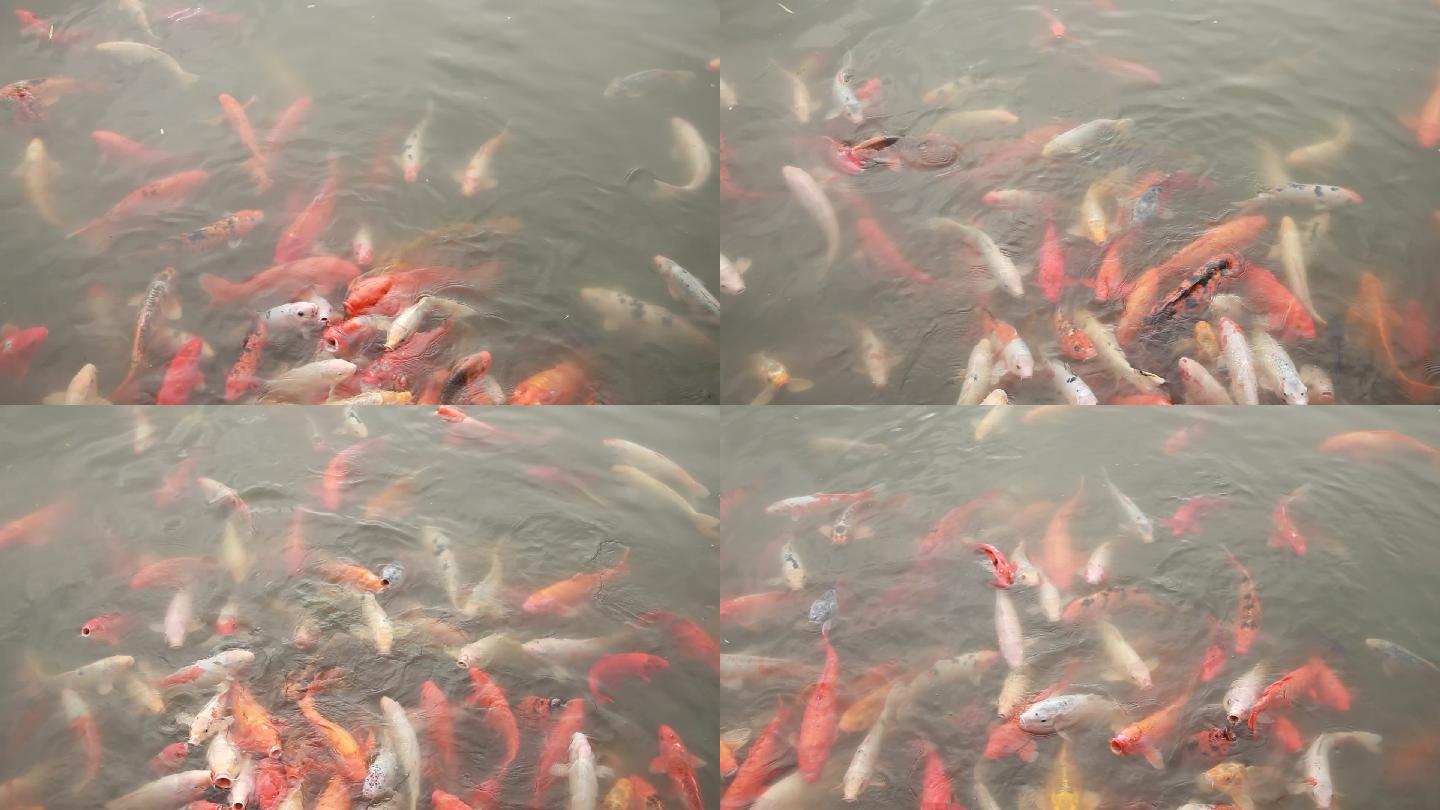 鱼塘里成群里的鱼儿在吃食