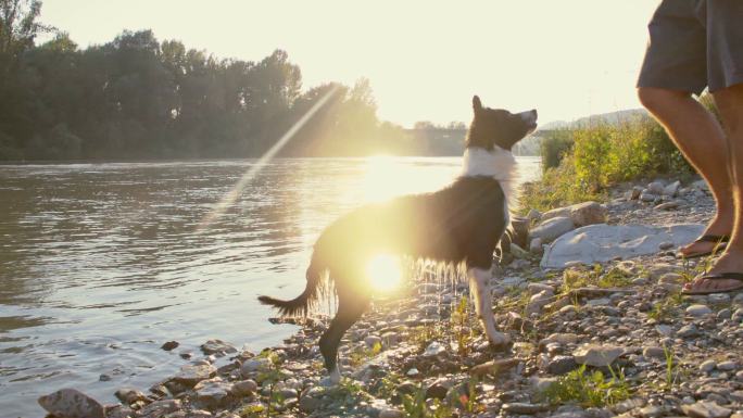 牧羊犬抖水