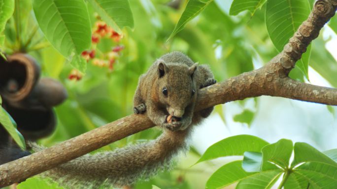 松鼠在树上吃东西松鼠吃栗子啮齿动物森林生