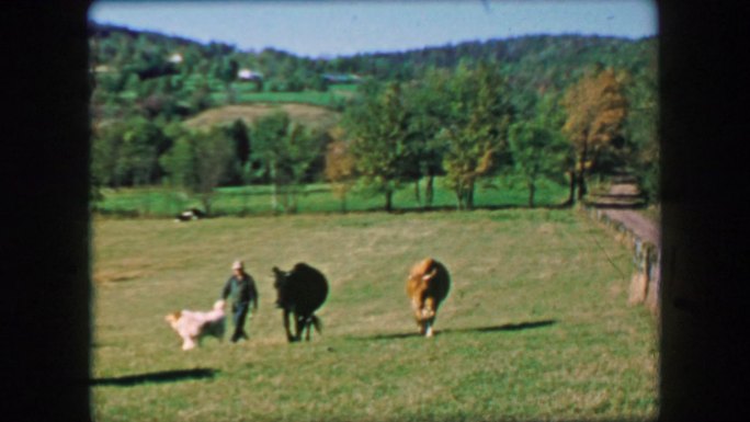 农民和奶牛在开阔的草地上并排行走。